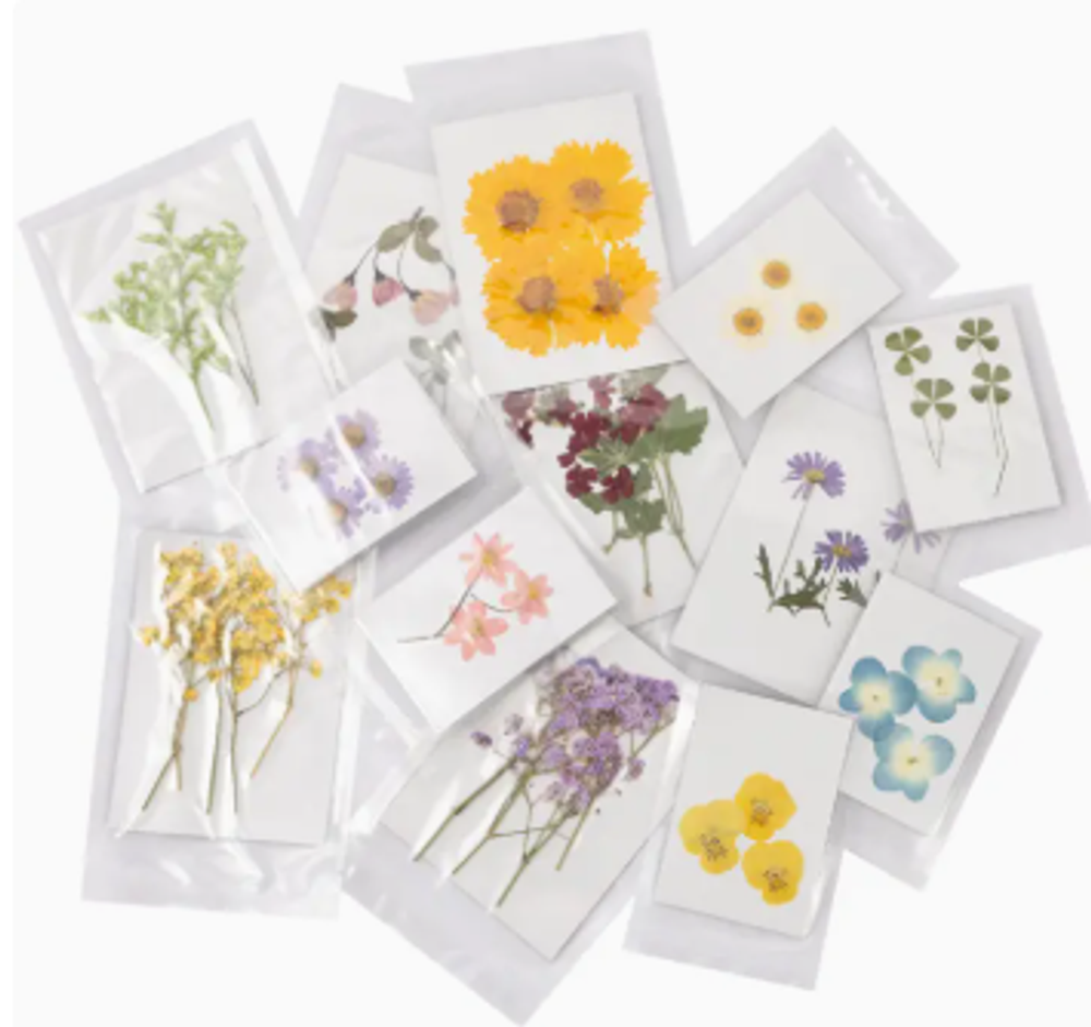 1605 Pressed Flowers