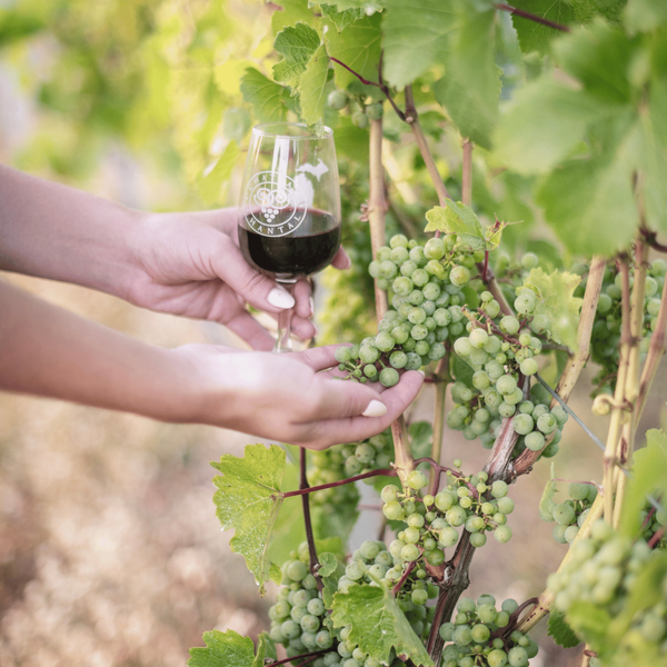 Fall Harvest Wine Dinner