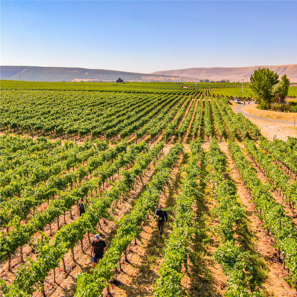2020 Doyenne Red Blend
