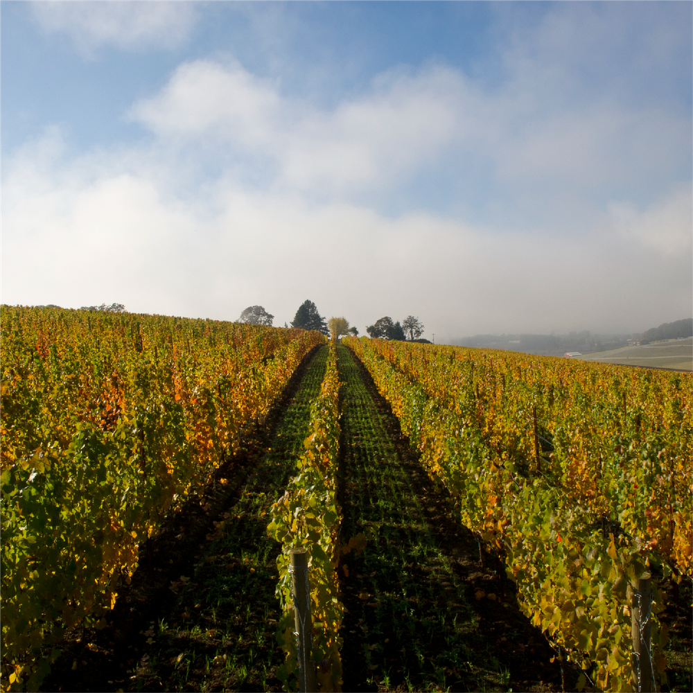 2021 Roofline Pinot Noir