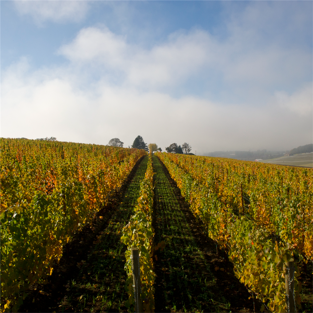 2023 Saffron Fields Pinot Noir