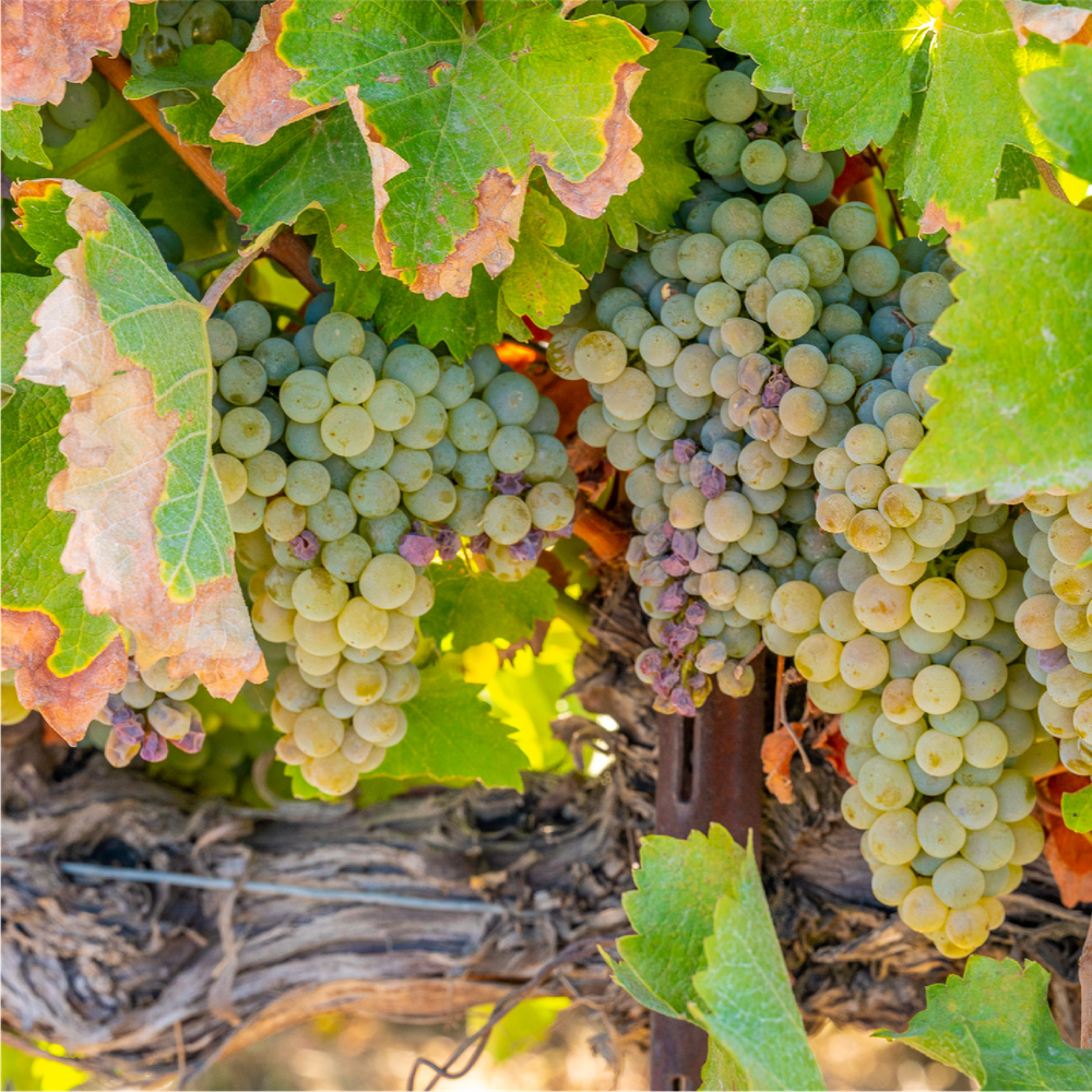 2020 Chaleur Blanc White Blend