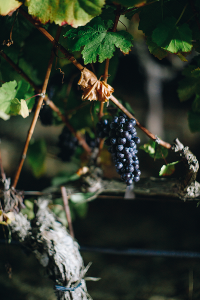 Pinot Noir | Joseph Phelps Vineyards