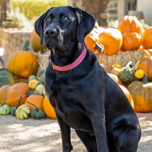 Donation – Pets Lifeline