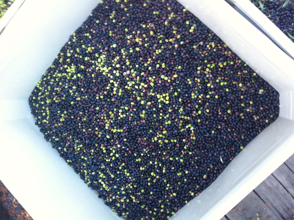 Harvest Mix
