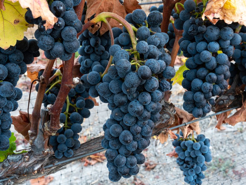 Veraison Red