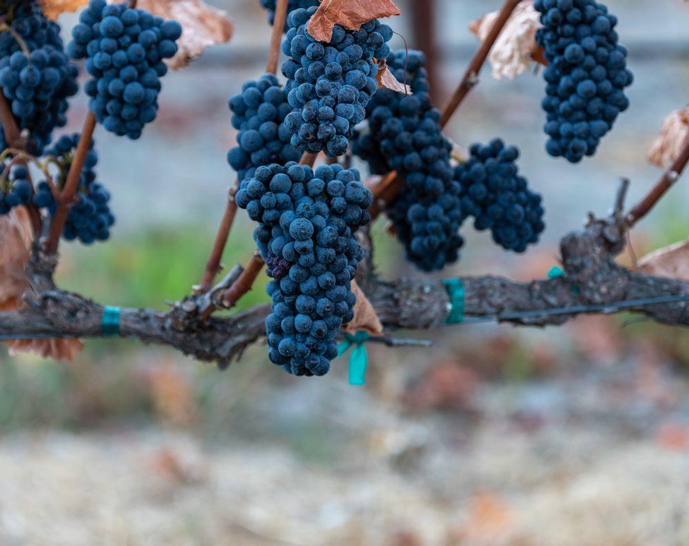 Veraison Mix